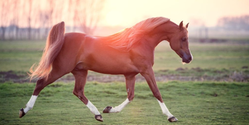 Horse, Mammal, Vertebrate, Mane, Stallion, Pasture, Mare, Mustang Horse, Grassland, Sorrel, Organism, Livestock, Meadow, Sky, Landscape